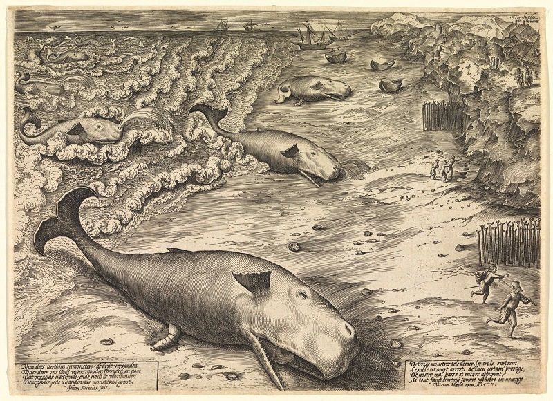 Eine alte Zeichnung von Walen